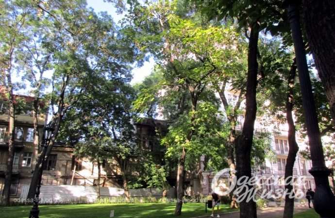 Одесский сквер Пале-Рояль, деревья