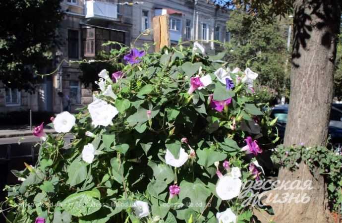 Сентябрь по-одесски Котова