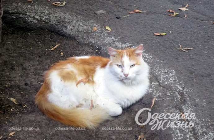 Сентябрь по-одесски Котова