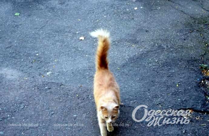 Сентябрь по-одесски Котова