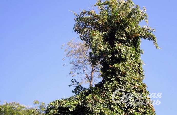 Сентябрь по-одесски Котова