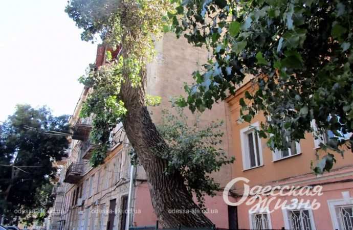 Сентябрь по-одесски Котова