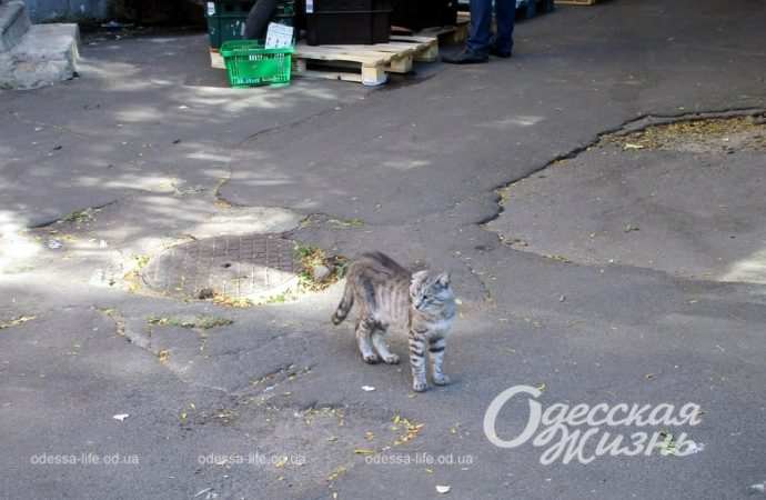 Сентябрь по-одесски Котова