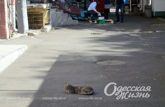 Сентябрь по-одесски Котова