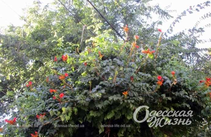 Сентябрь по-одесски Котова