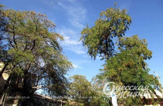 Сентябрь по-одесски Котова