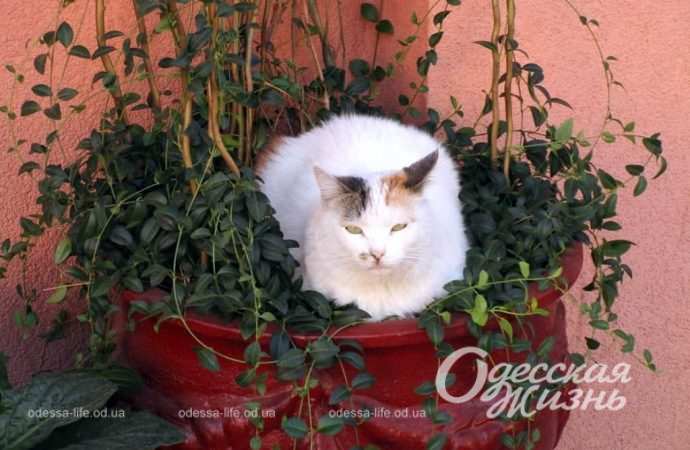 Сентябрь по-одесски Котова