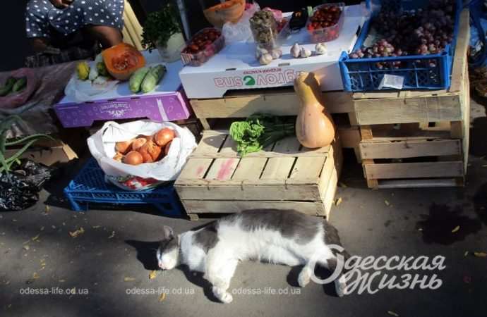 Сентябрь по-одесски Котова