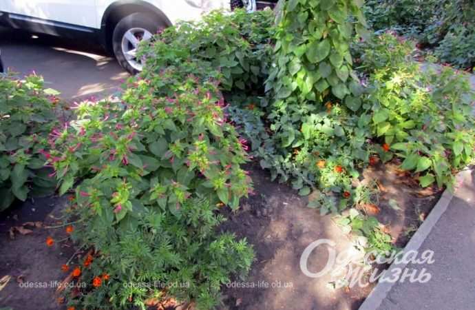 Сентябрь по-одесски Котова