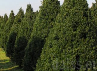 В мэрии Одессы отказались закупать «золотые» деревья, но есть нюанс