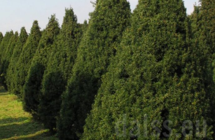 В мэрии Одессы отказались закупать «золотые» деревья, но есть нюанс
