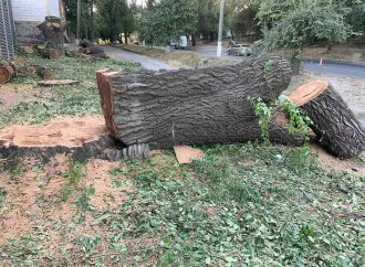 В Одессе уничтожили 100-летние деревья для строительства автосалона