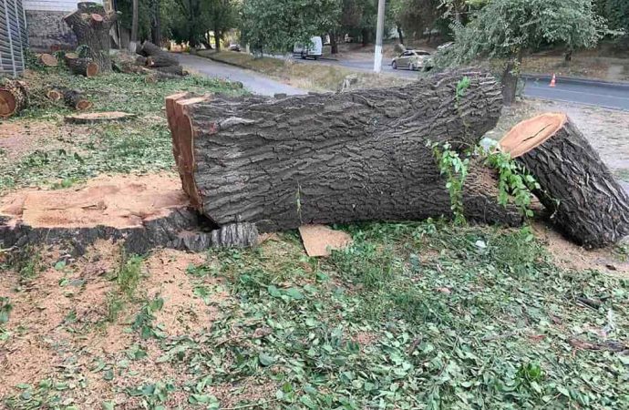 В Одессе уничтожили 100-летние деревья для строительства автосалона