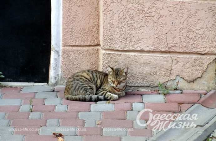 Переулок Ушинского. Котова