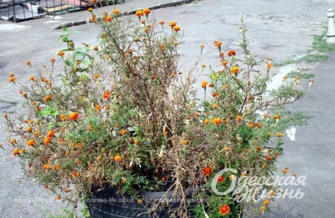 Переулок Ушинского. Котова