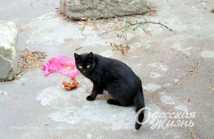 Переулок Ушинского. Котова