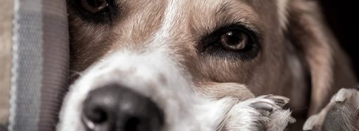 В Одесі живодер жорстоко зарізав собаку посеред вулиці на очах у перехожих