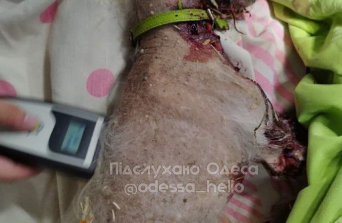 убийство собаки