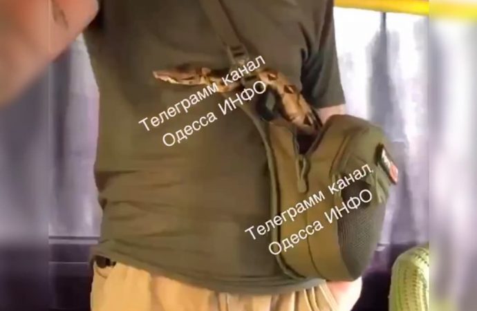 В одесском трамвае встретили экзотического пассажира (фото, видео)