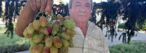 Фермер з Рені вирощує 202 сорти винограду та різні екзотичні рослини