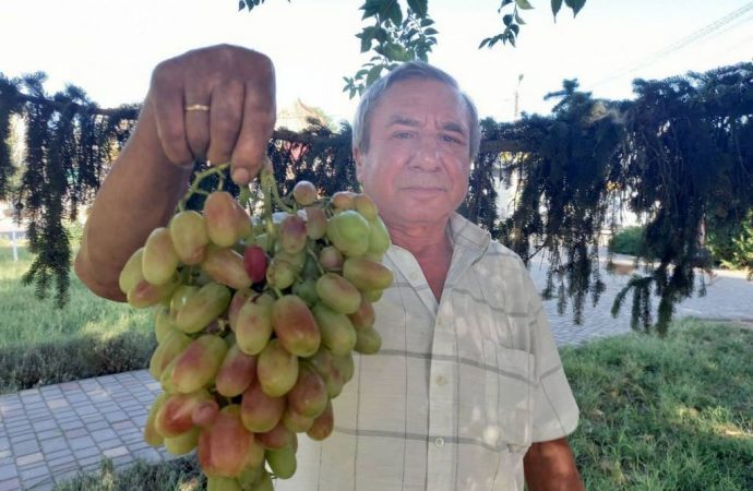 Фермер из Рени выращивает 202 сорта винограда и разные экзотические растения