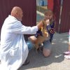 На Одещині вакцинують тварин від сказу: де щепити домашнього улюбленця безплатно