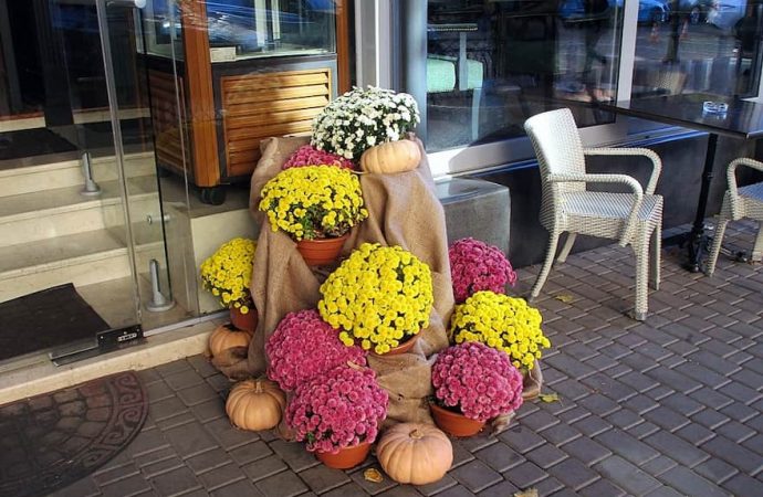 Хэллоуин. Котова