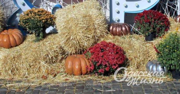 Хэллоуин. Котова