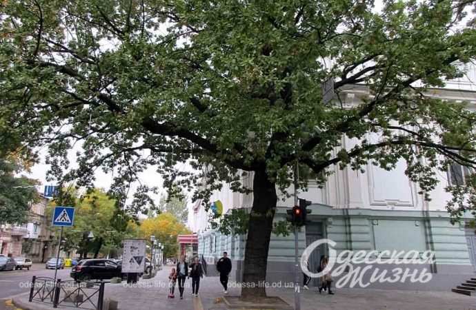 осень. Котова