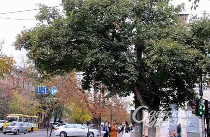 осень. Котова