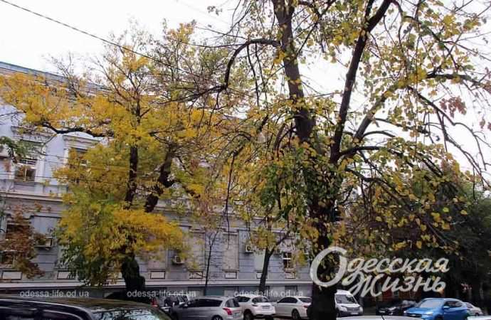 осень. Котова