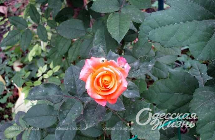 осень. Котова