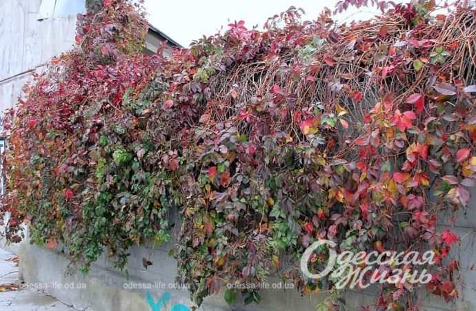 осень. Котова