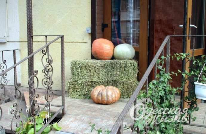 Хэллоуин. Котова