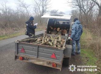 Как заготовка древесины обернулась для жителя Одесской области судом и наказанием