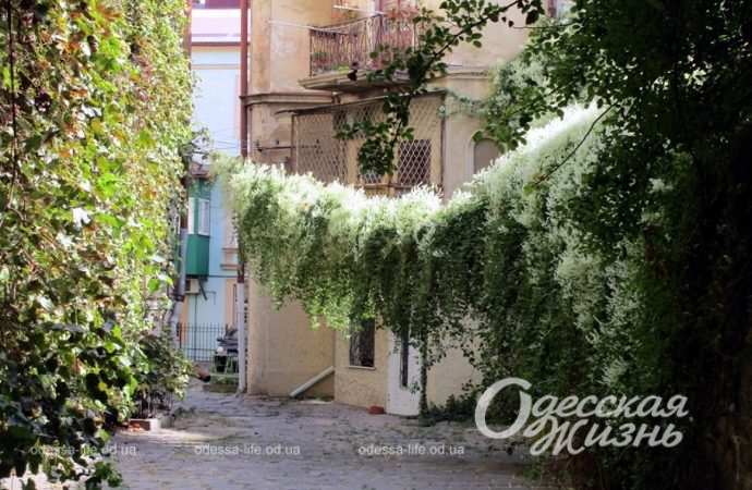 Одесский дворик в октябре