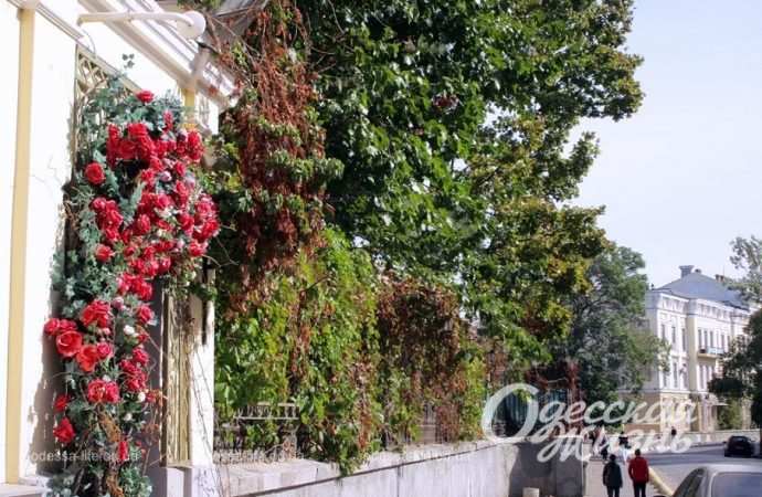Жовтень по-одеськи: осінні прикраси на вулицях міста (фоторепортаж)