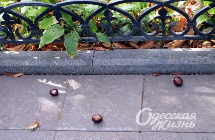Одесса в октябре, каштаны