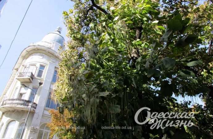 Одесса в октябре, дом и дерево