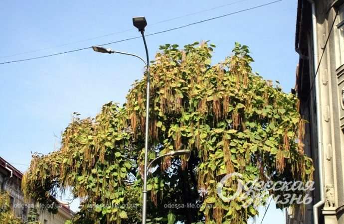 Одесса в октябре, фонари