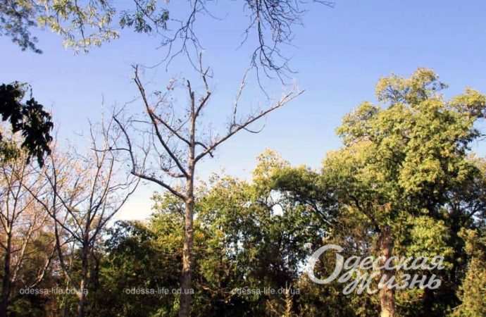 Парк Шевченко. Котова