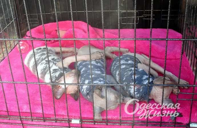 Староконка. Котова