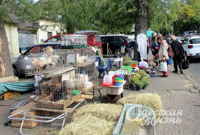 Староконка. Котова