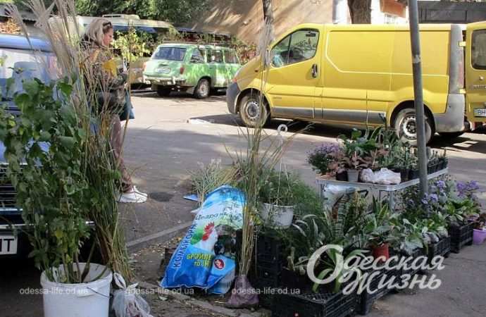 Староконка. Котова