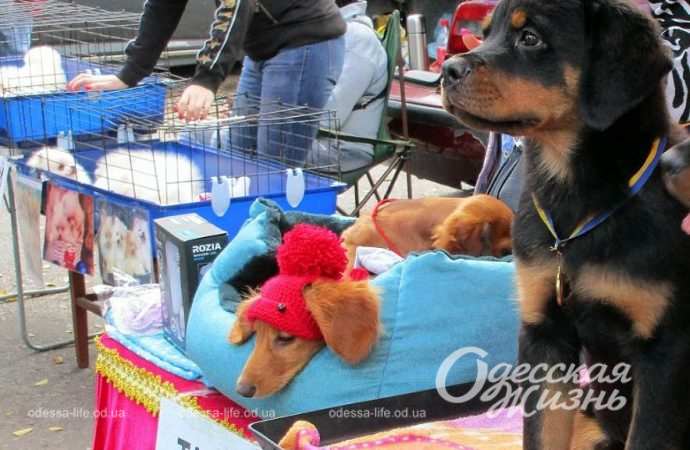 Староконка. Котова