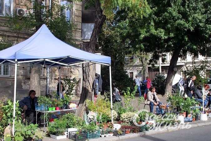 Староконка. Котова