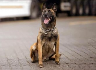 Одесская область: служебный пес, погибший из-за российской атаки, получил награду