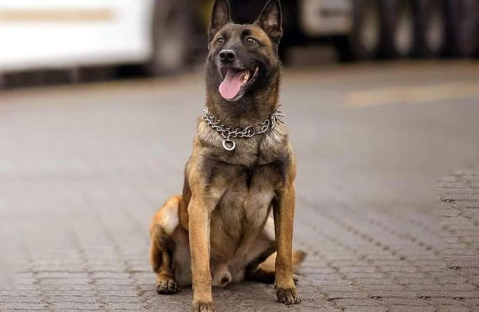 Одесская область: служебный пес, погибший из-за российской атаки, получил награду
