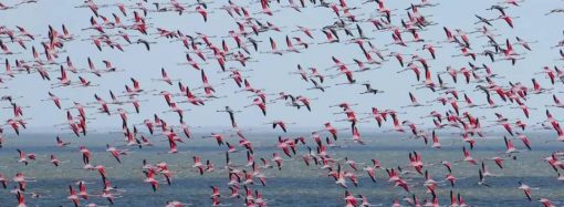 На лиманы Одесщины прилетела огромная стая экзотических птиц