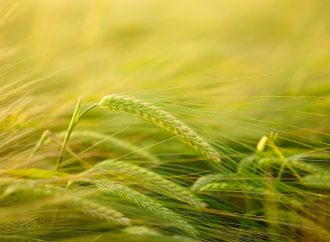 Аграрний маркетплейс Glendeal: нові інструменти для торгівлі зерном